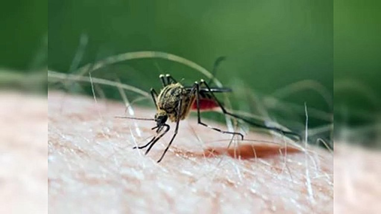 Bajan los casos de malaria; suben las infecciones por Covid y dengue