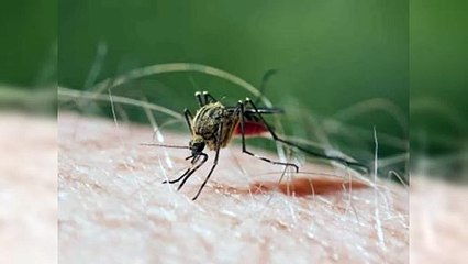 Bajan los casos de malaria; suben las infecciones por Covid y dengue