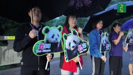 China envía a una pareja de pandas un zoológico de Estados Unidos