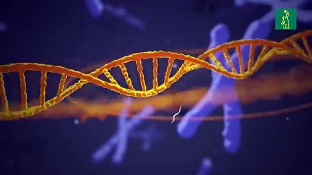 El ADN CRISPR-Cas9, permite modificar el genoma de los seres vivos