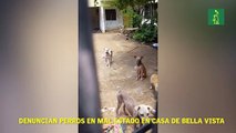Denuncian perros en mal estado en casa de Bella Vista.