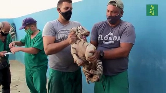 Yanek, la primera tigresa blanca nacida en Cuba