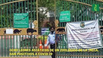 Ocho leones asiáticos de un zoológico de la India, dan POSITIVOS A COVID 19.