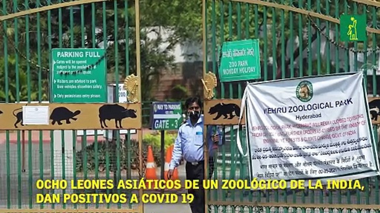 Ocho leones asiáticos de un zoológico de la India, dan POSITIVOS A COVID 19.