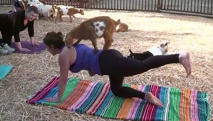 Yoga con cabras, la última moda en EEUU