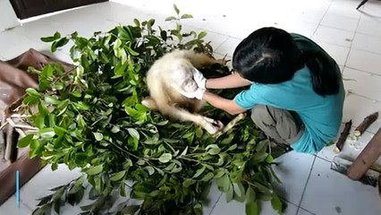 VIDEO: Orangután albino se convierte en embajador de especies amenazadas