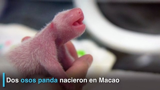 Nacen dos osos panda en Macao