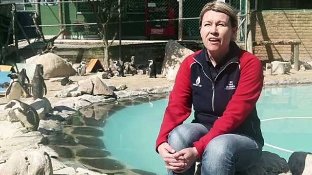 Los pingüinos africanos ya no tienen qué comer
