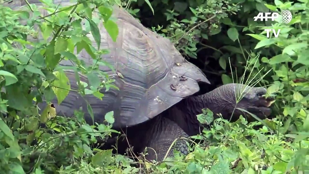Nueva especie de tortuga gigante en Galápagos