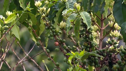 La sequía preocupa a los caficultores de Colombia