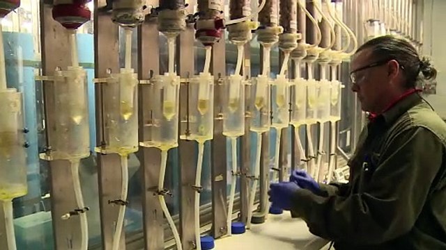 Bacterias, las nuevas mineras del cobre en Chile