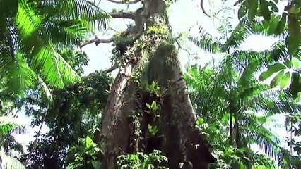 El cacao que protege los bosques de Brasil