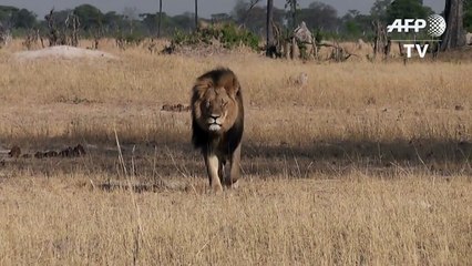 Dos acusados por muerte de león Cecil en Zimbabue