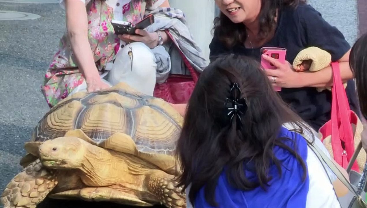 Tortuga gigante por las calles de Tokio