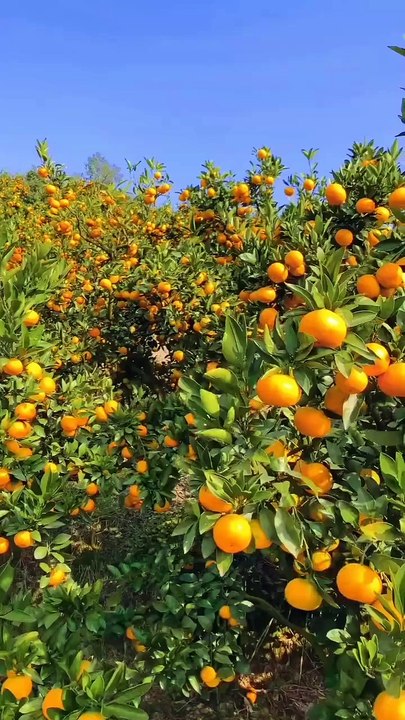 ,,,,,,,Much fruit,,,,,,,