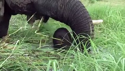 El elefante africano tiene sus días contados