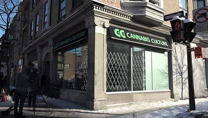 Montreal abre ocho tiendas de marihuana antes de legalización