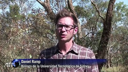 Wallaroos albinos en peligro