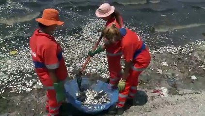 Los peces muertos de Rio de Janeiro