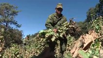 Ejército mexicano libra difícil batalla contra amapola