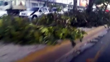 Poda de arboles en la av. Luperon