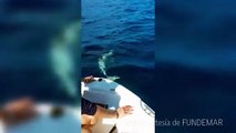 Delfín albino en Saona