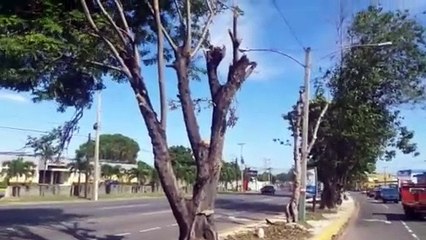 Imagenes estado arboles podados de la Luperon