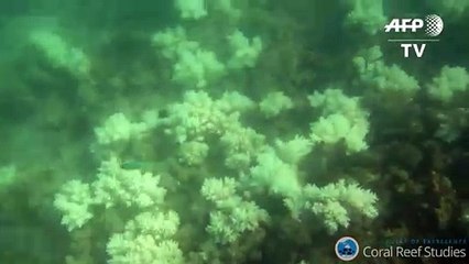 93% de la Gran Barrera de Coral de Australia ha perdido el color