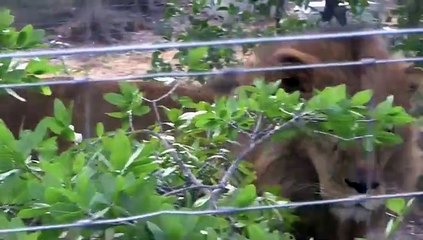 Leones rescatados de circos sudamericanos ya están en Sudáfrica