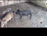 Denuncian muerte de cerdos en Hato Mayor