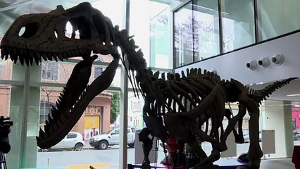 Descubren en Argentina dinosaurio carnívoro de nuevo linaje