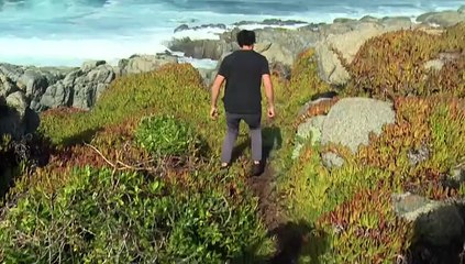 Chile algas y plantas marinas en el menú del mejor restaurante.mp4