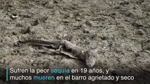 Caimanes buscan sobrevivir a mayor sequía en 19 años en el Chaco