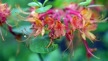 Central Park reabre un santuario secreto cerrado durante 80 años