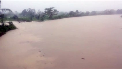 Crecida de río en Sabaneta de Yásica arrastra árboles