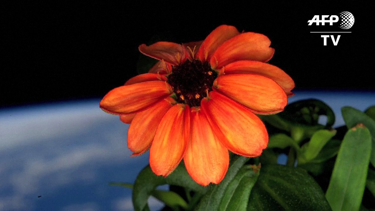 Flores en el espacio