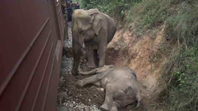 ext-Tren-embiste-elefantes-y-se-descarrila-en-Sri-Lanka-210225