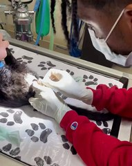 🐾 Welcome to the ultimate showdown between our furry favorites! In this th