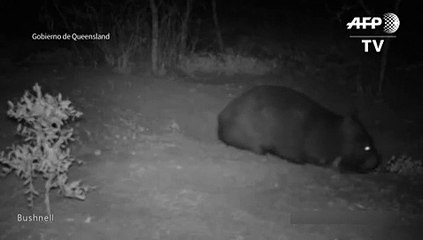 Nace en Australia un rarísimo wombat de hocico peludo del norte