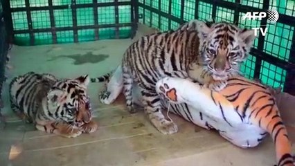Una madre de plástico para cachorros de tigre en India.mp4