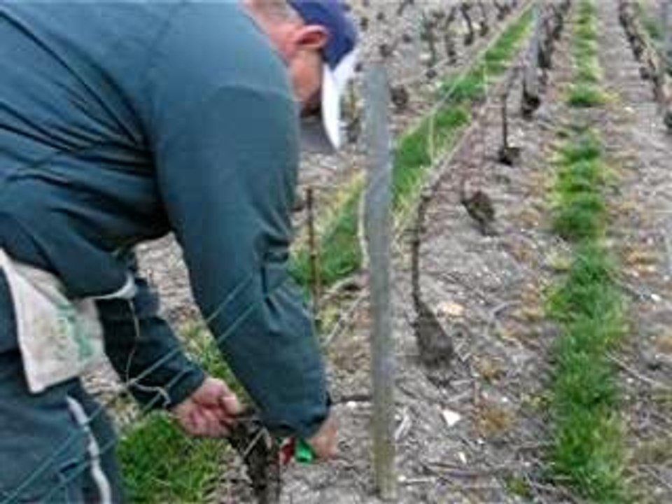 Liage de la Vigne