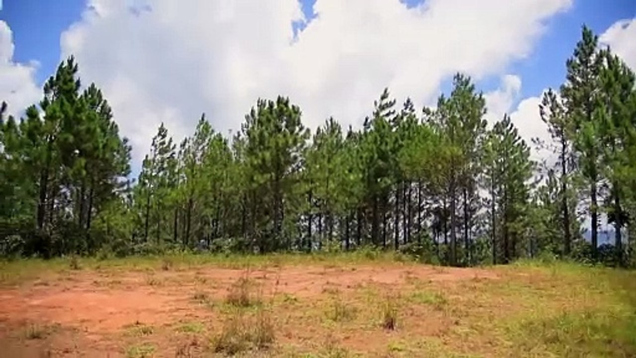 Proyecto Agroforestal Beato