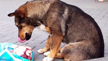 El peligro de la carne cruda para mascotas y propietarios