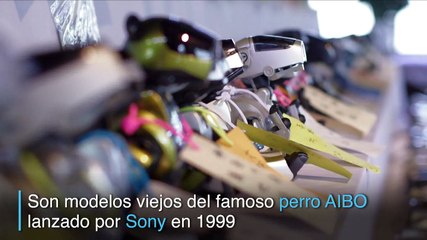 #Notacuriosa: Los perros robots en Japón tienen su funeral