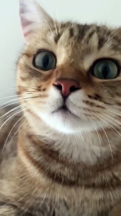 Kitten meowing to attract cats#cats #cat #catlove