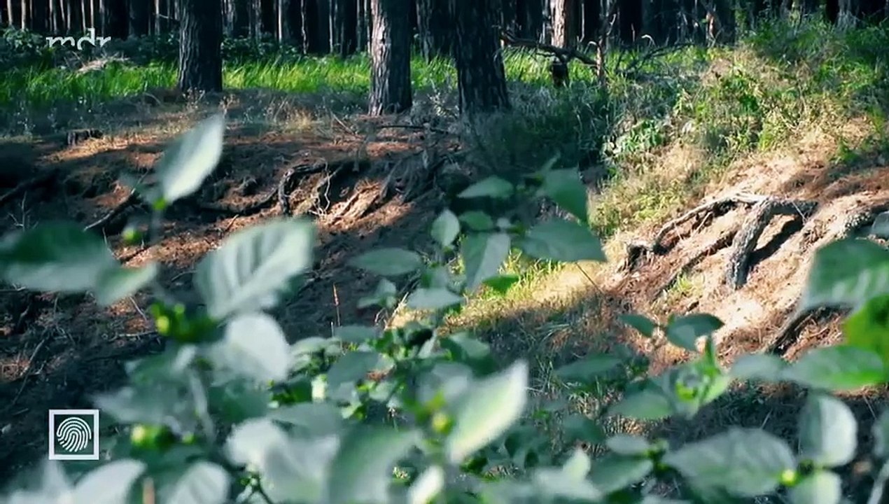 Kripo live-Tätern auf der Spur-Die Motive von Serienmördern