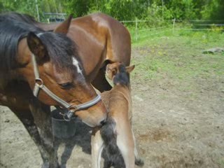 poulain