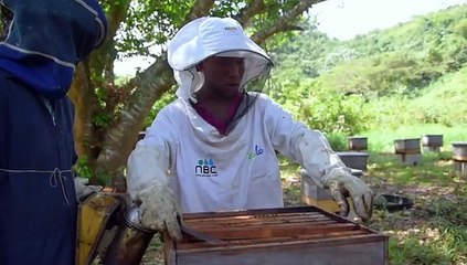 El Campo Dominicano. Apicultura