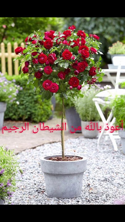 Suratul ikhlas