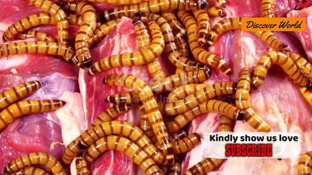 LION covered in millions of worms and parasites fight for life